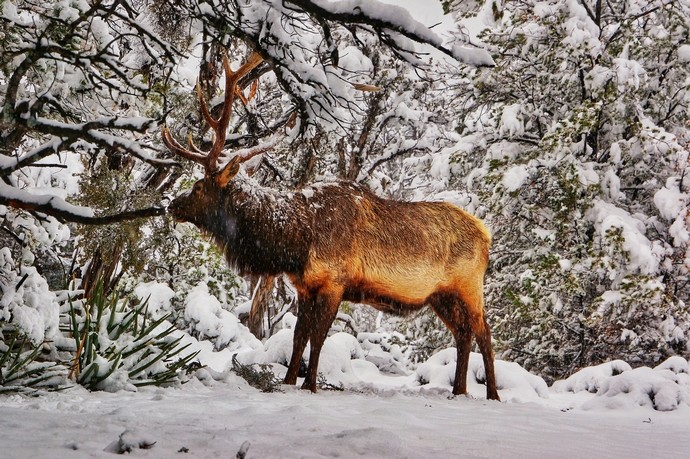 一等獎 綜合部 蔡青 鹿.jpg